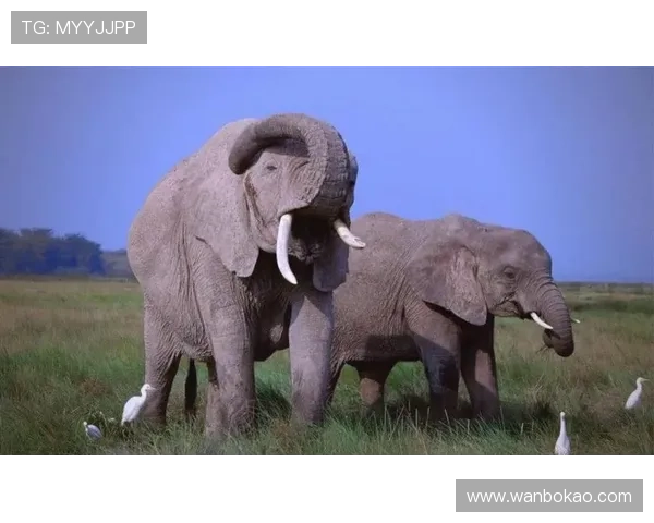 巴西足球明星鲜为人知的趣味冷知识大揭秘